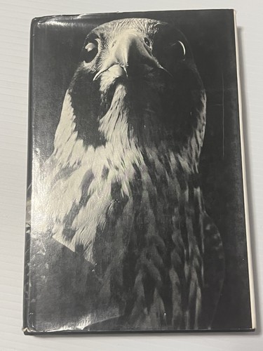 Baker the peregrine - a.,
